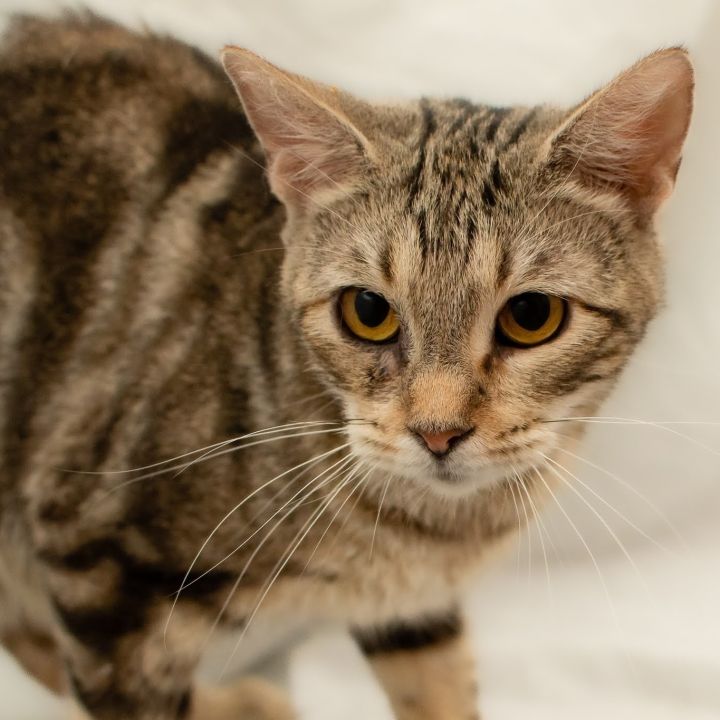Violet , an adoptable Domestic Short Hair & Bengal Mix in Springfield, MO_image-2