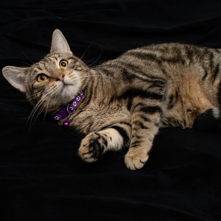Violet , an adoptable Domestic Short Hair & Bengal Mix in Springfield, MO_image-4