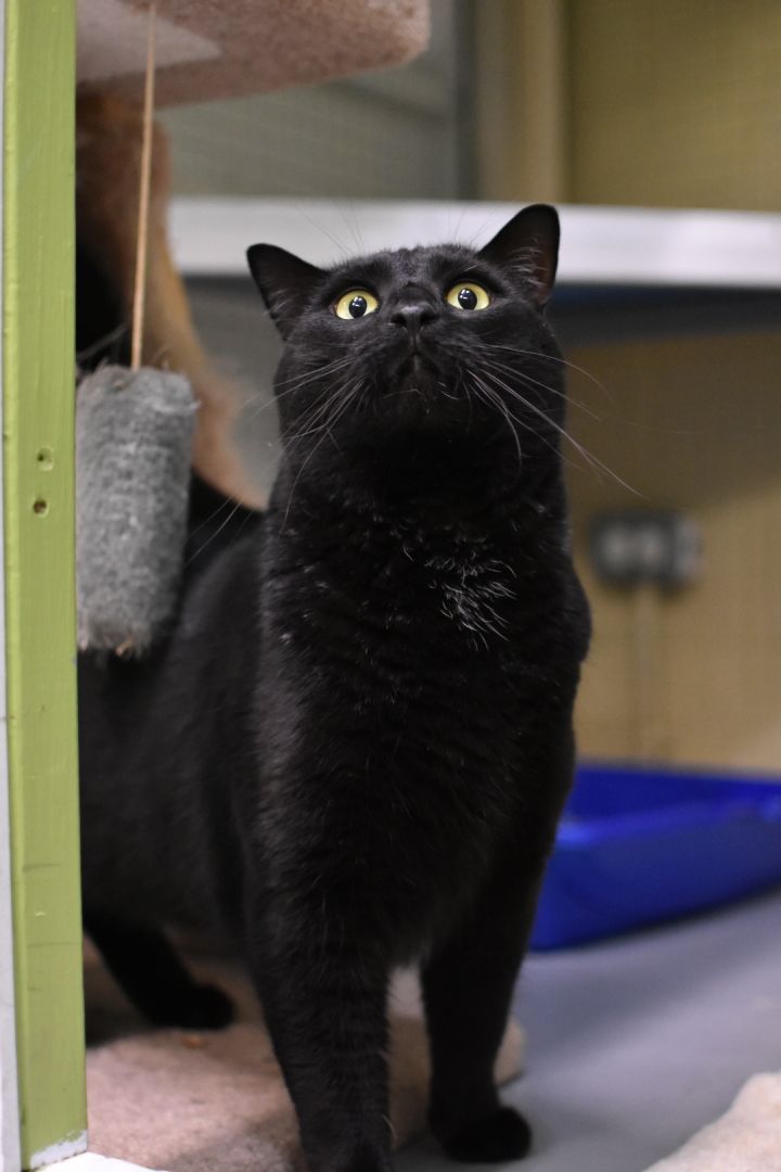 Sylvester, an adoptable Domestic Short Hair in Mission, BC_image-1