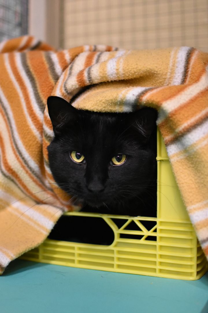 Sylvester, an adoptable Domestic Short Hair in Mission, BC_image-2