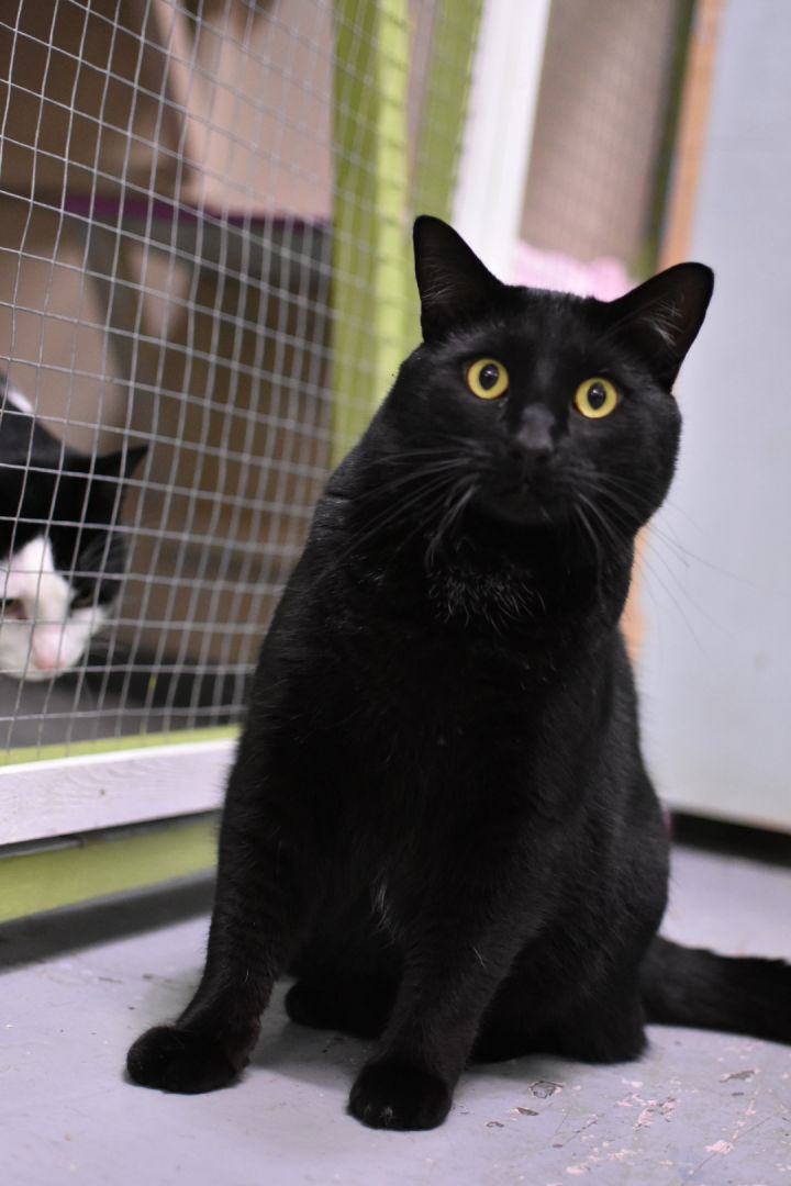 Sylvester 3