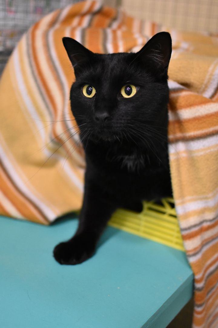 Sylvester 4