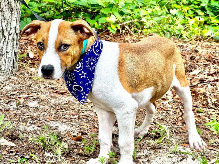 KANYE, an adoptable Treeing Walker Coonhound & Jack Russell Terrier Mix in Nahunta, GA_image-2