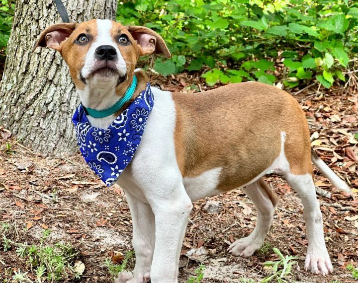 KANYE, an adoptable Treeing Walker Coonhound & Jack Russell Terrier Mix in Nahunta, GA_image-4