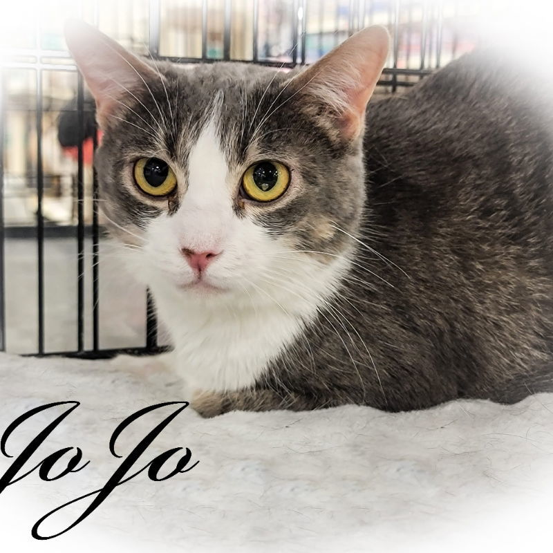 Jojo, an adoptable Domestic Short Hair in Niles, MI, 49120 | Photo Image 1