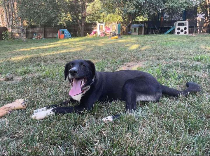 Lolo, an adoptable Mixed Breed in Fredericksburg, VA_image-6