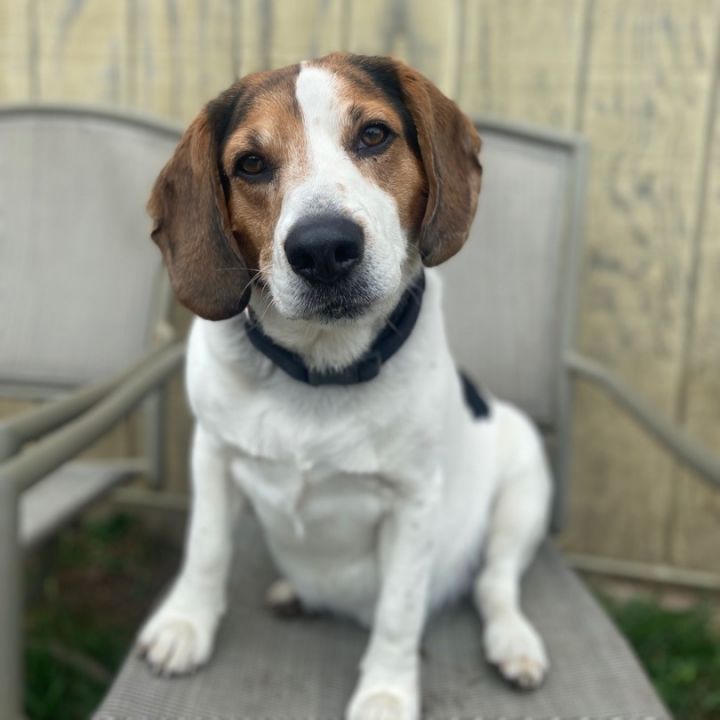 Dozer, an adoptable Beagle & Basset Hound Mix in Mansfield, ON_image-1