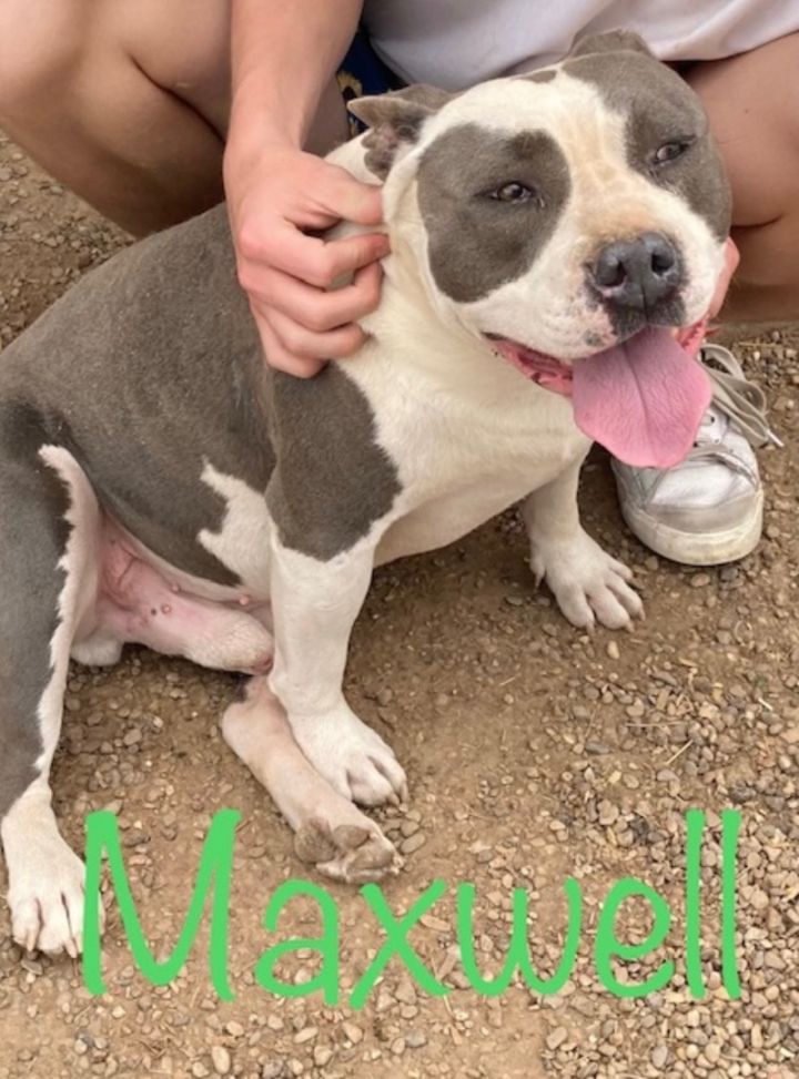 Maxwell, an adoptable Pit Bull Terrier Mix in Lubbock, TX_image-1
