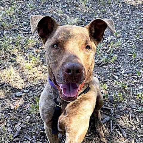 Sokka, an adoptable Mixed Breed in Redwood Valley, CA, 95470 | Photo Image 1