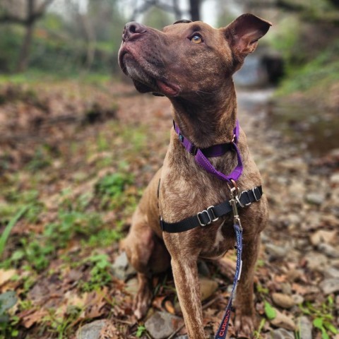 Sokka, an adoptable Mixed Breed in Redwood Valley, CA, 95470 | Photo Image 2