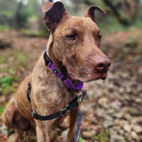 Sokka, an adoptable Mixed Breed in Redwood Valley, CA, 95470 | Photo Image 3