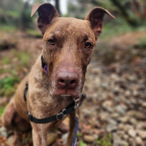 Sokka, an adoptable Mixed Breed in Redwood Valley, CA, 95470 | Photo Image 4