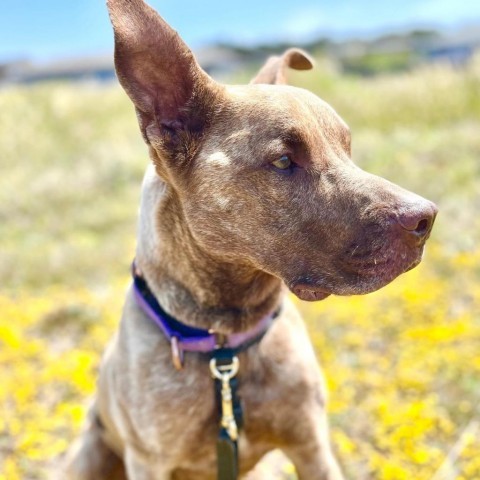 Sokka, an adoptable Mixed Breed in Redwood Valley, CA, 95470 | Photo Image 5