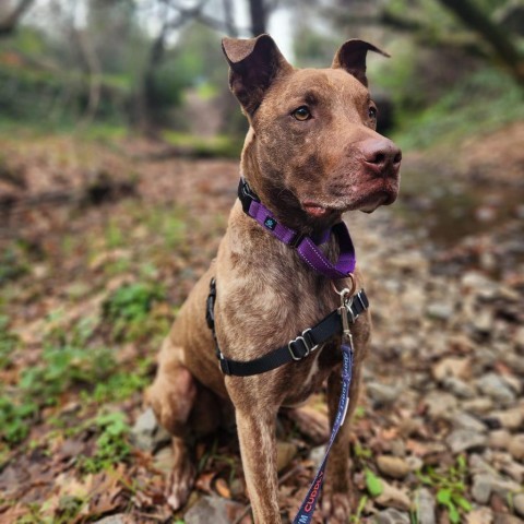 Sokka, an adoptable Mixed Breed in Redwood Valley, CA, 95470 | Photo Image 6