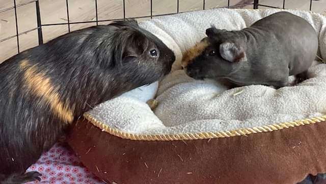 Harvey & Gibby, an adoptable Guinea Pig Mix in Winnipeg, MB_image-1