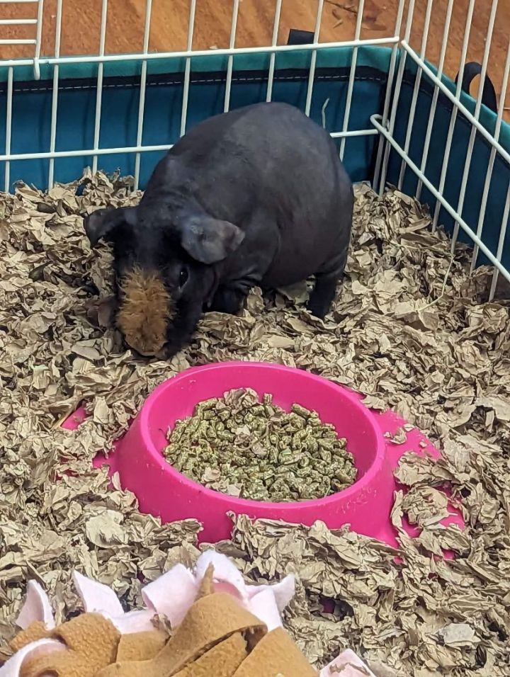 Harvey & Gibby, an adoptable Guinea Pig Mix in Winnipeg, MB_image-2