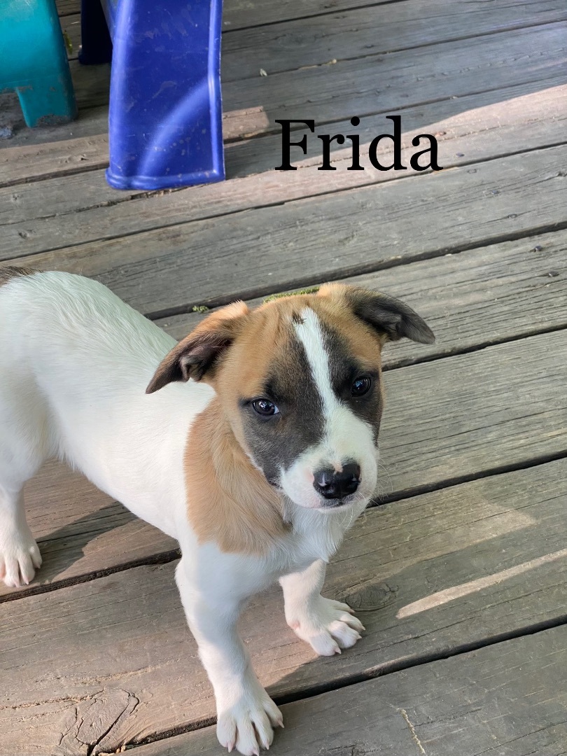 Frida, an adoptable Australian Shepherd, Mixed Breed in O Fallon , MO, 63366 | Photo Image 2