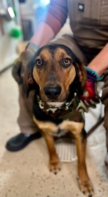 Sam, an adoptable Black and Tan Coonhound in Walthill, NE_image-1