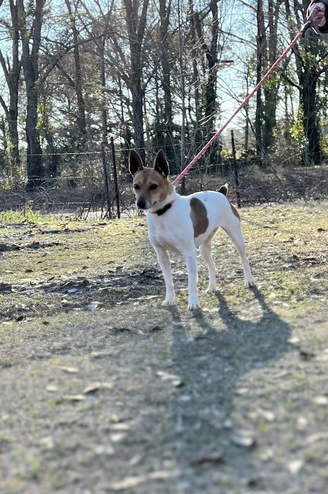 Pixie, an adoptable Jack Russell Terrier Mix in Troy, AL_image-4