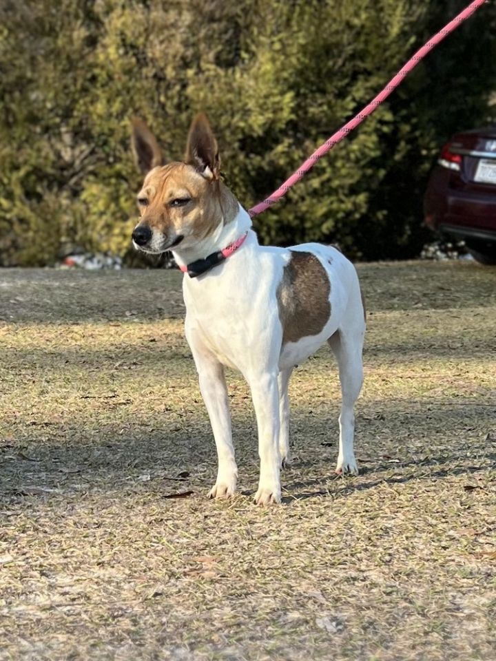 Pixie, an adoptable Jack Russell Terrier Mix in Troy, AL_image-5