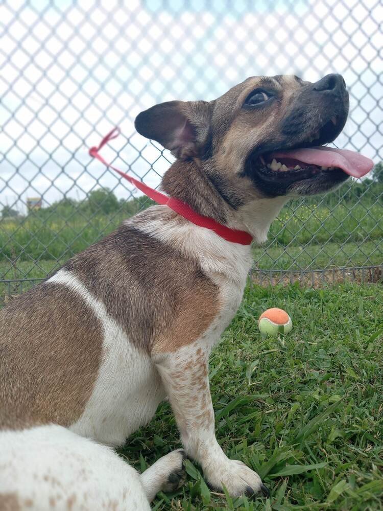 Audrey, an adoptable Pug, Jack Russell Terrier in Marrero, LA, 70072 | Photo Image 1