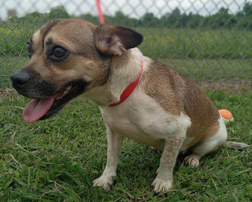 Audrey, an adoptable Pug, Jack Russell Terrier in Marrero, LA, 70072 | Photo Image 2