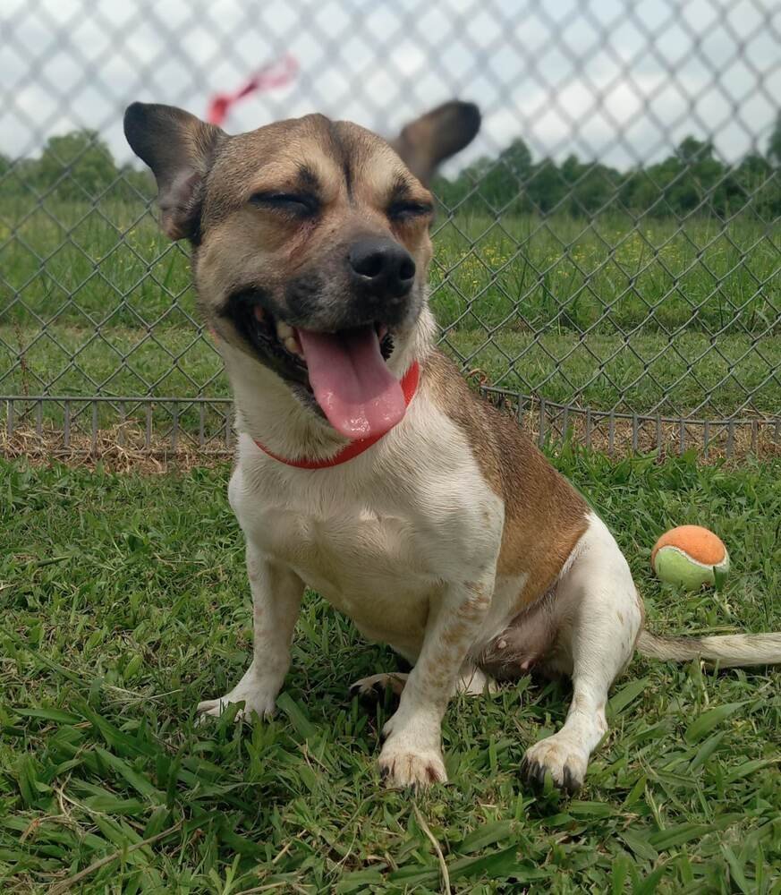 Audrey, an adoptable Pug, Jack Russell Terrier in Marrero, LA, 70072 | Photo Image 3