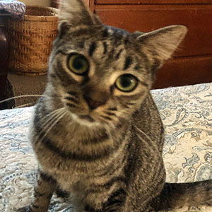 Laney, an adoptable Tabby, Domestic Short Hair in Garner, NC, 27529 | Photo Image 1