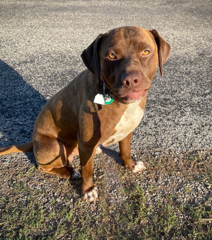 Magnum, an adoptable German Shorthaired Pointer & Pit Bull Terrier Mix in Oklahoma City, OK_image-1
