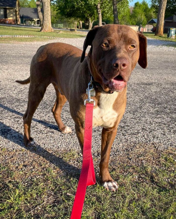 German shorthaired sale pointer pit mix