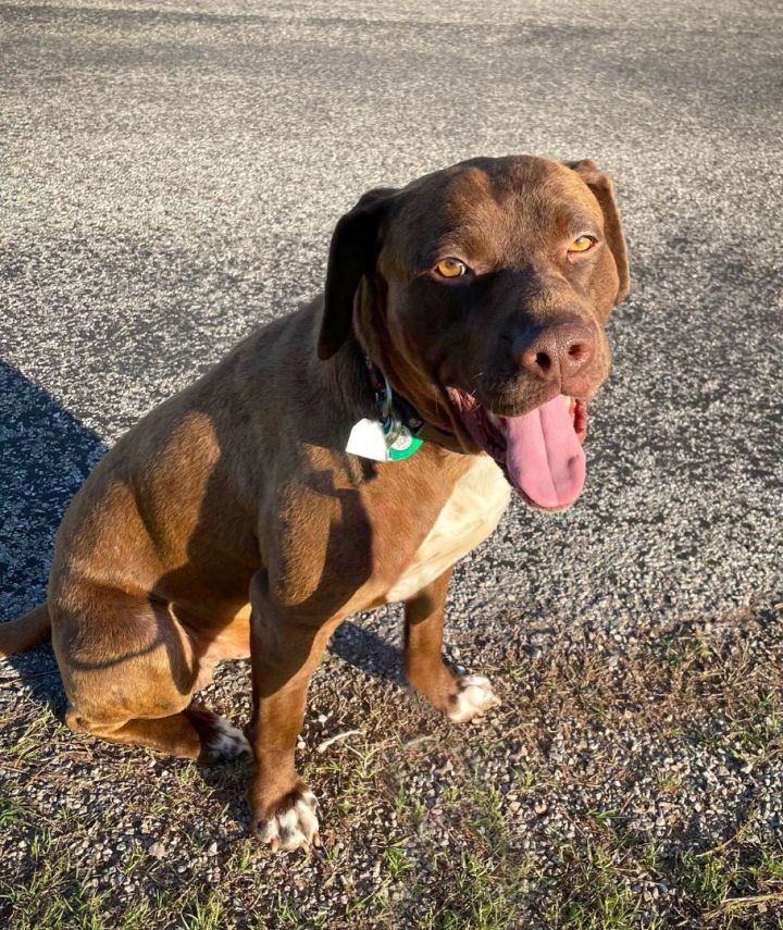 Pitbull german shorthair store mix