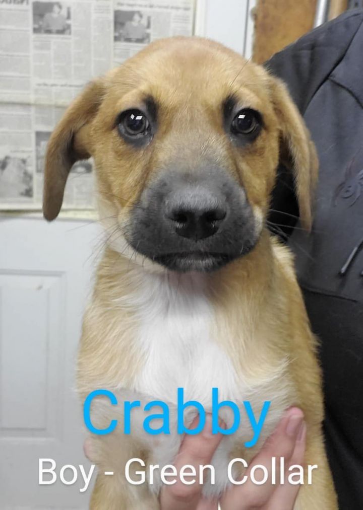 Crabby, an adoptable Hound Mix in Rockville, MD_image-3