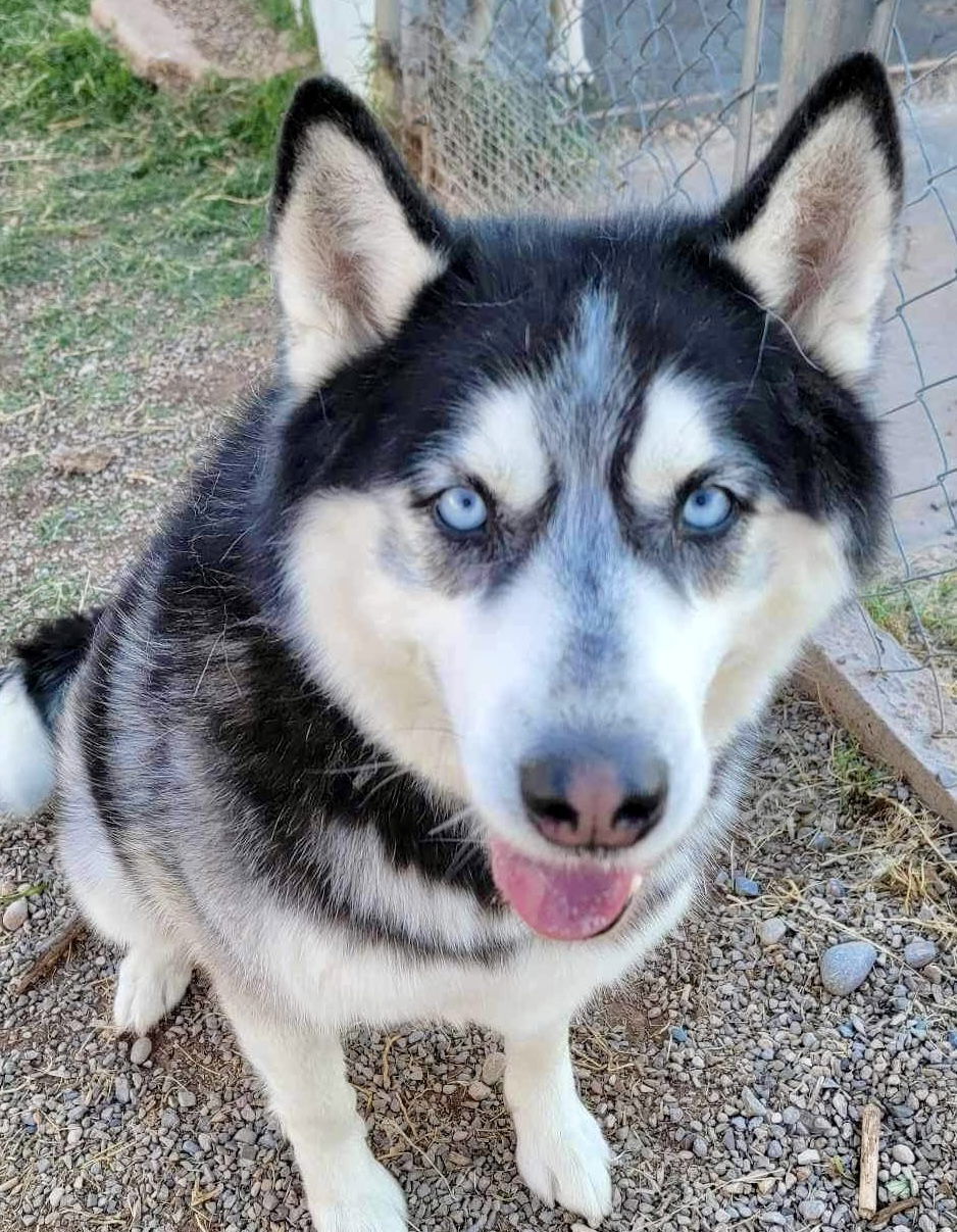 Austin, an adoptable Siberian Husky in Cedar Crest, NM, 87008 | Photo Image 1