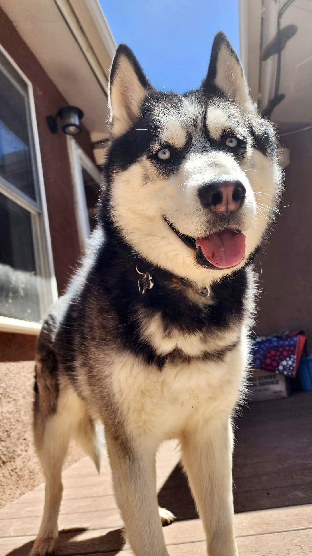 Austin, an adoptable Siberian Husky in Cedar Crest, NM, 87008 | Photo Image 2