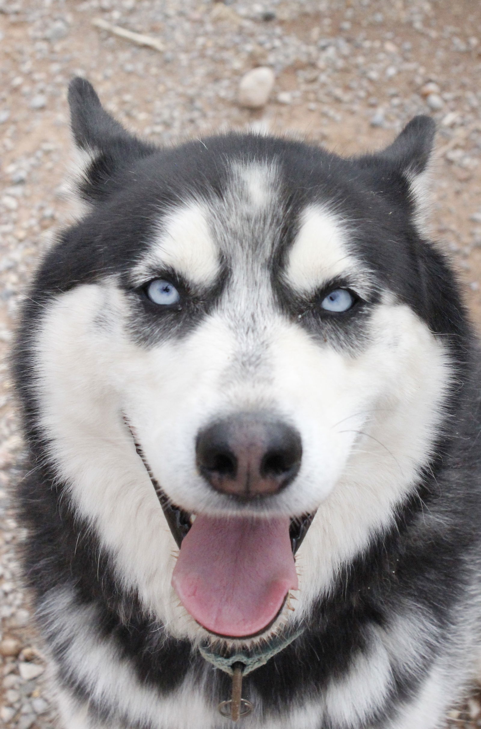 Austin, an adoptable Siberian Husky in Cedar Crest, NM, 87008 | Photo Image 2