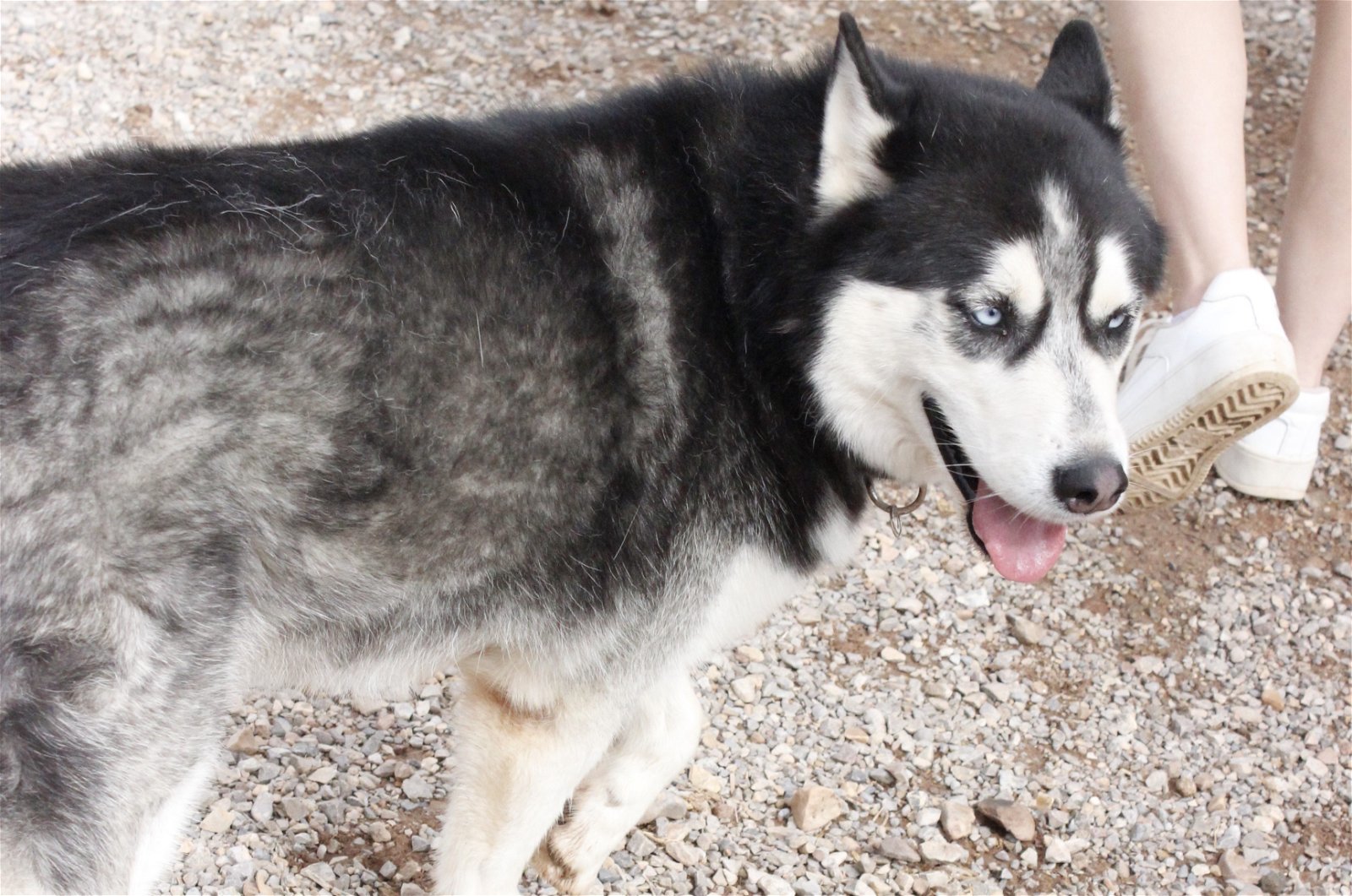 Austin, an adoptable Siberian Husky in Cedar Crest, NM, 87008 | Photo Image 3