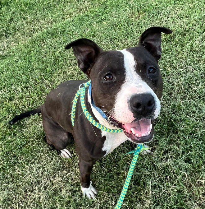 Buttons, an adoptable Pit Bull Terrier in St. Ann, MO, 63074 | Photo Image 1