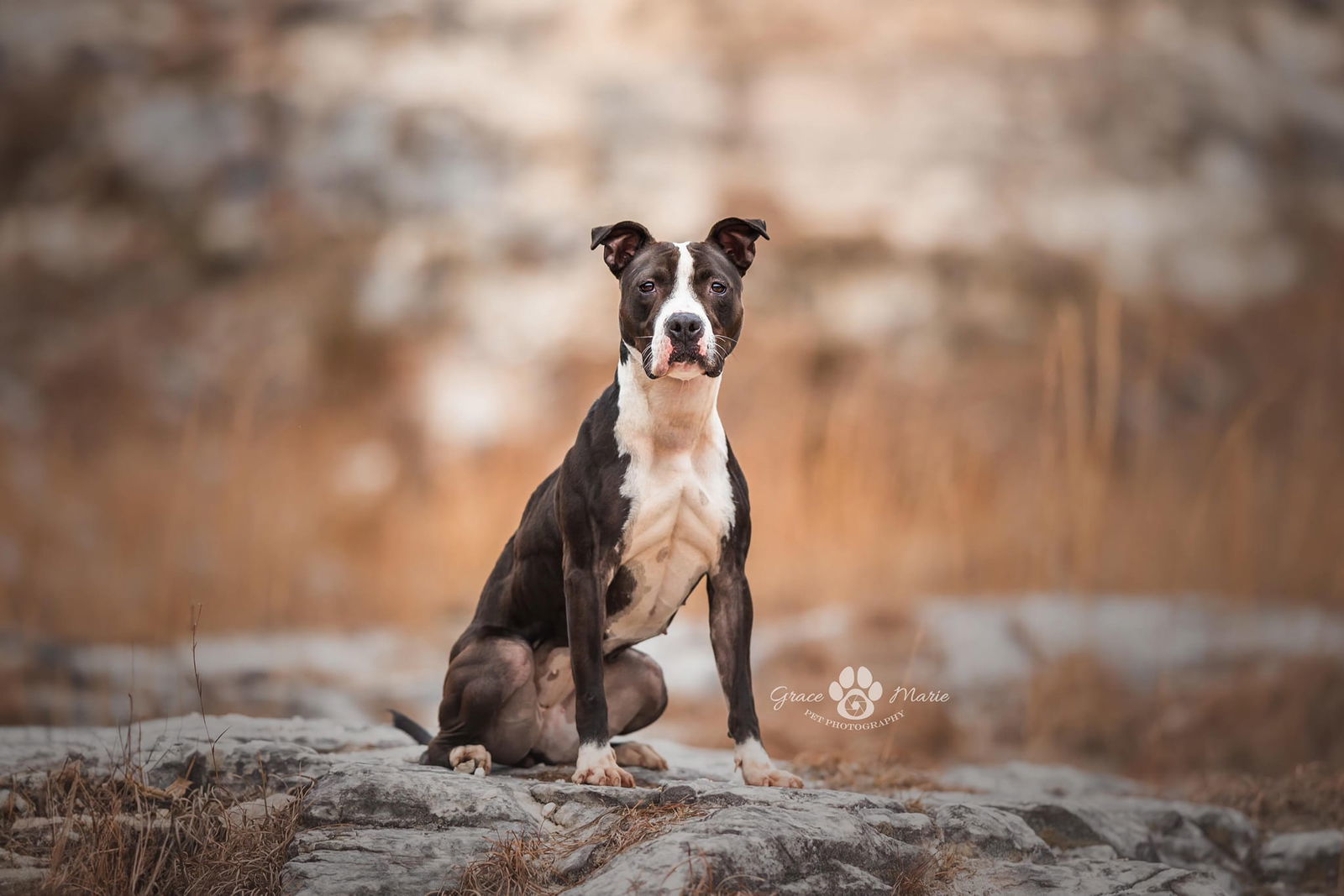 Buttons, an adoptable Pit Bull Terrier in St. Ann, MO, 63074 | Photo Image 3