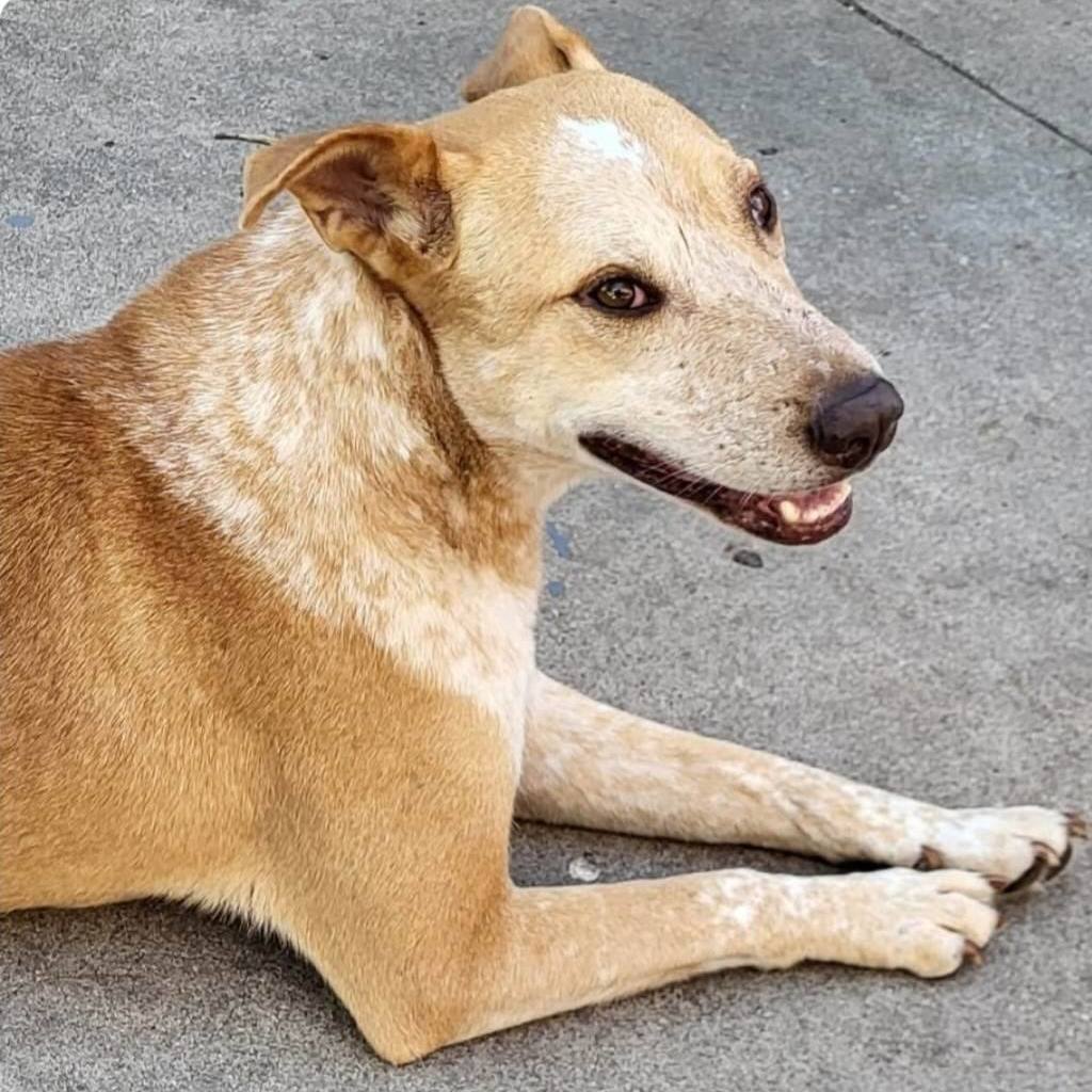 can carolina dog be red