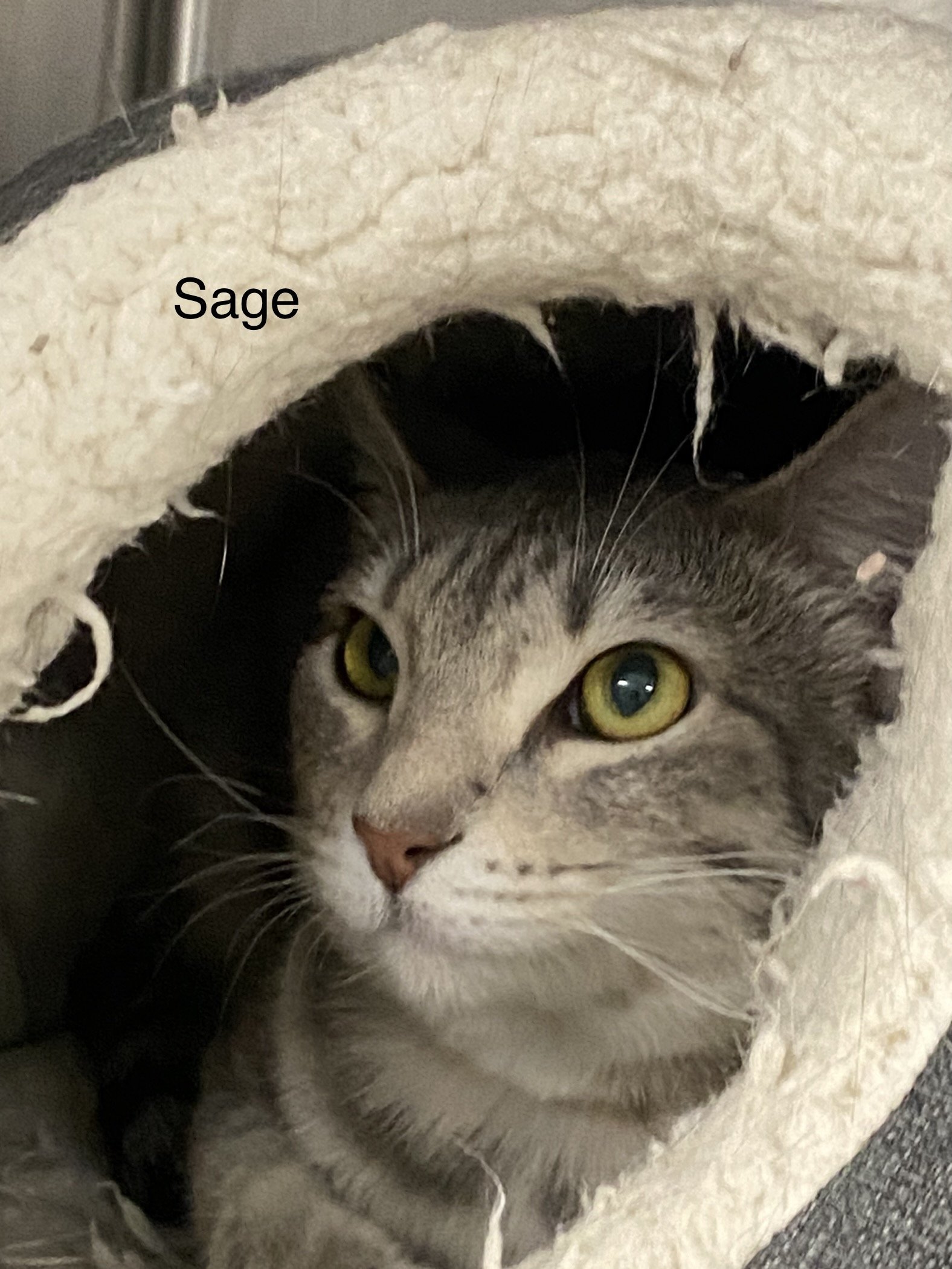 Sage, an adoptable Domestic Short Hair in Maple Grove, MN, 55311 | Photo Image 2