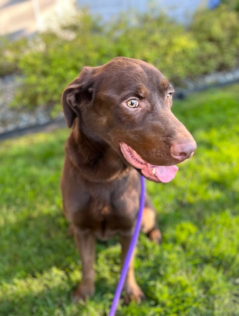 Chocolate store lab mixes