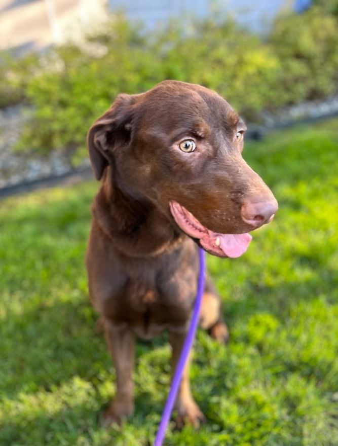 Vizsla chocolate hot sale lab mix