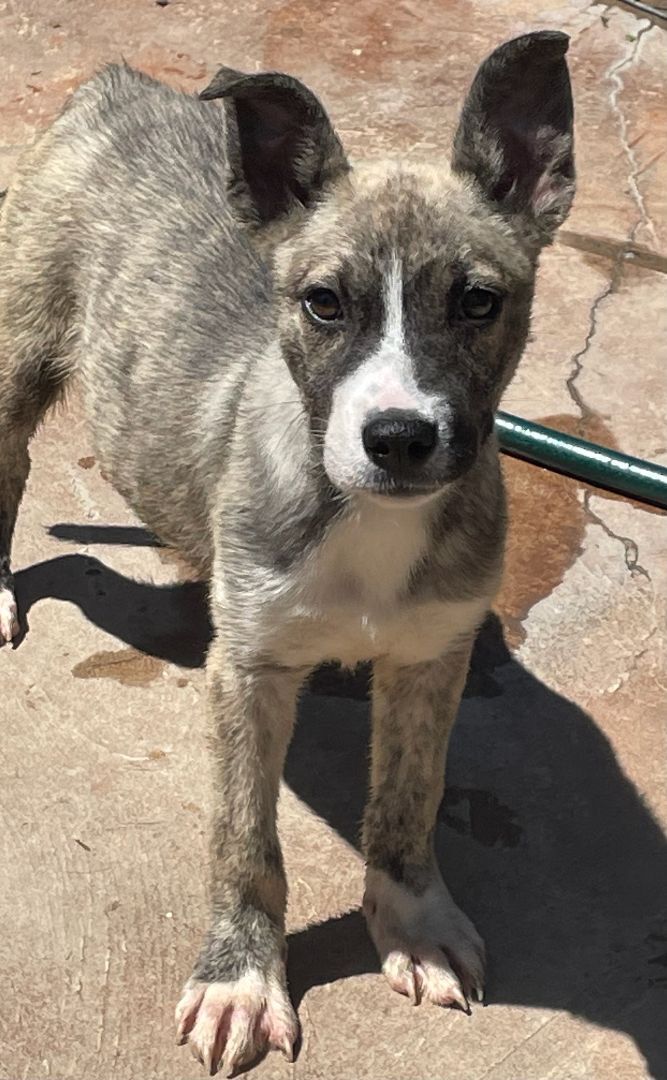 Husky store cross terrier