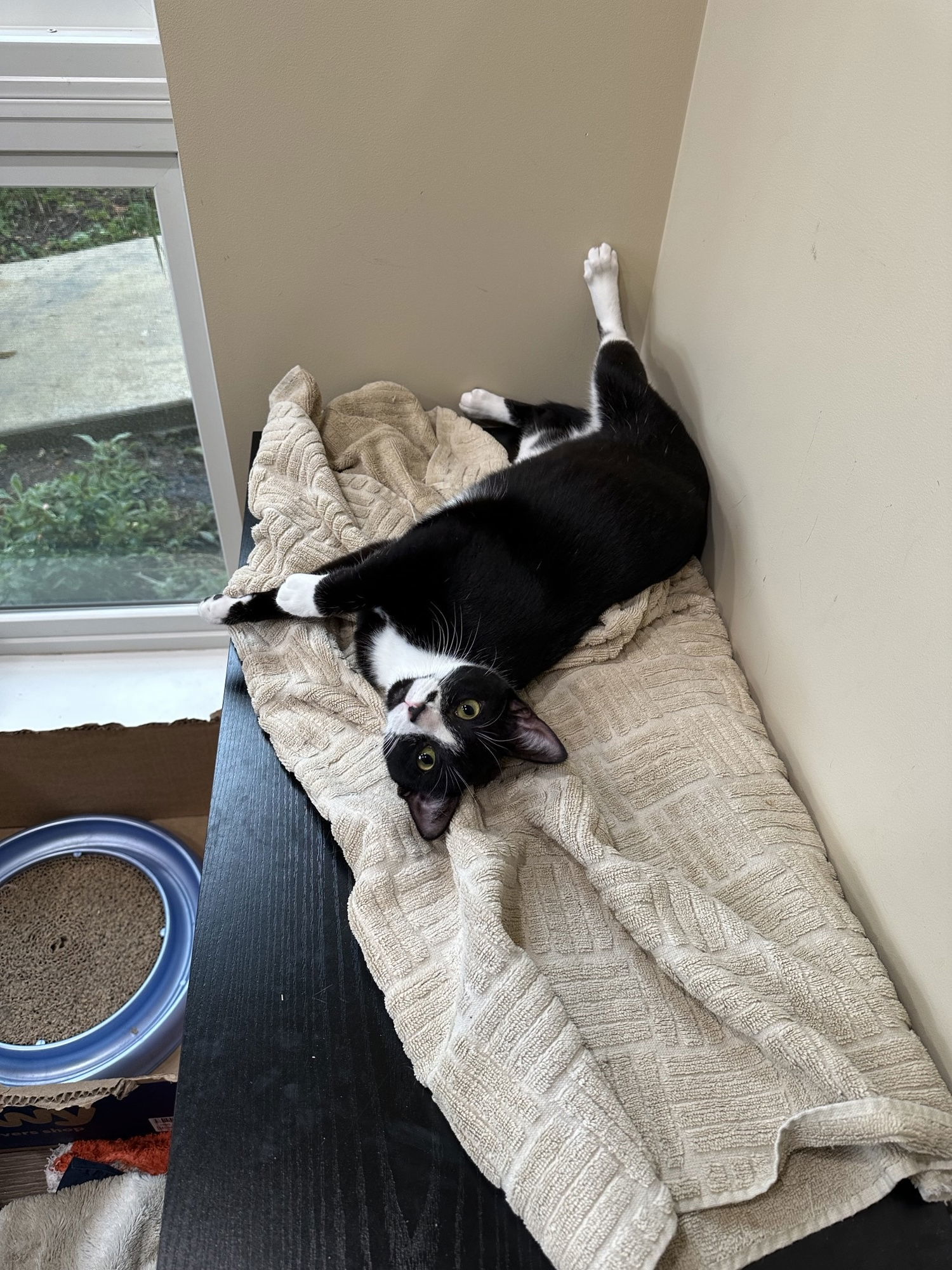 Jane, an adoptable Domestic Short Hair in Walnut Creek, CA, 94596 | Photo Image 3