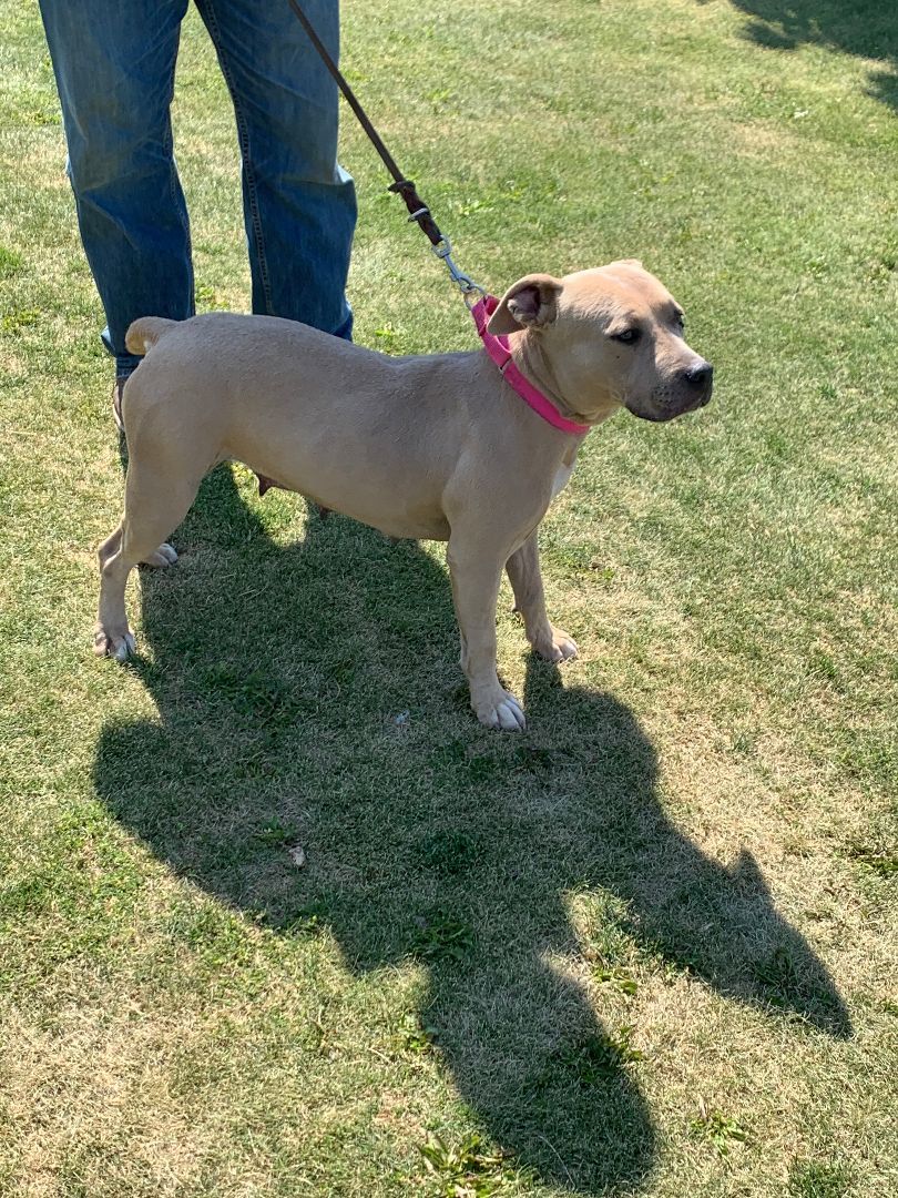 Lizzy, an adoptable American Staffordshire Terrier in Kuna, ID, 83634 | Photo Image 3
