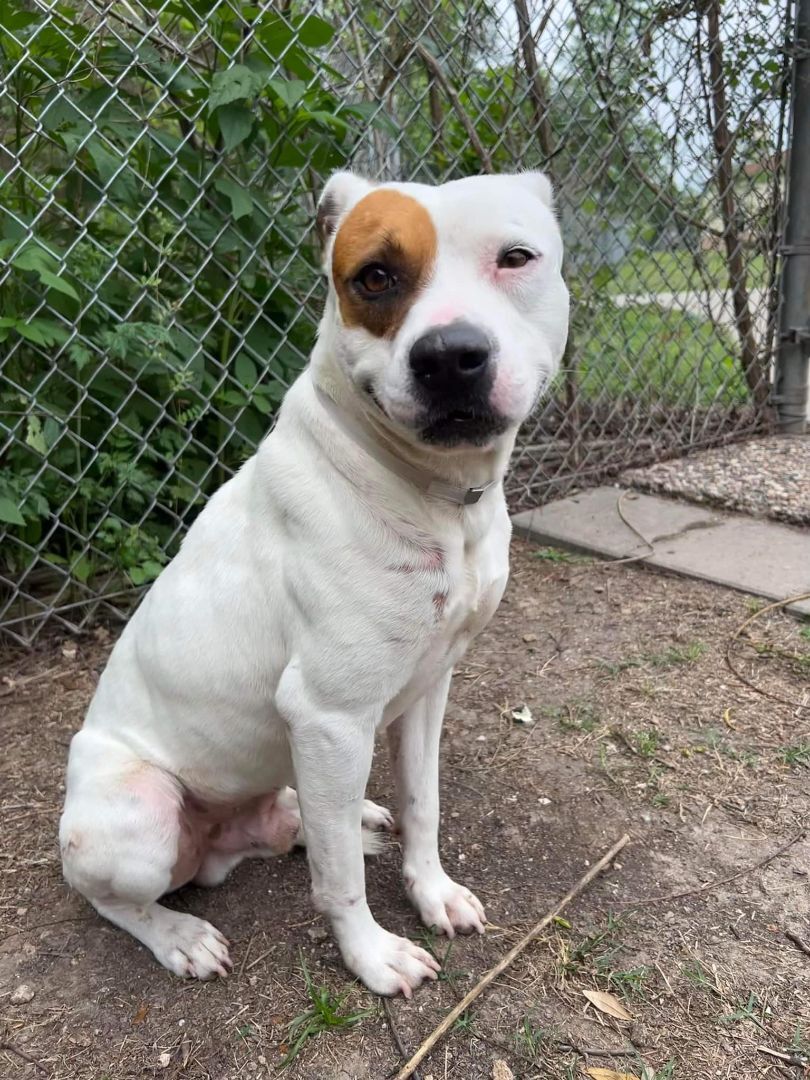 Fred, an adoptable American Staffordshire Terrier in Kuna, ID, 83634 | Photo Image 1