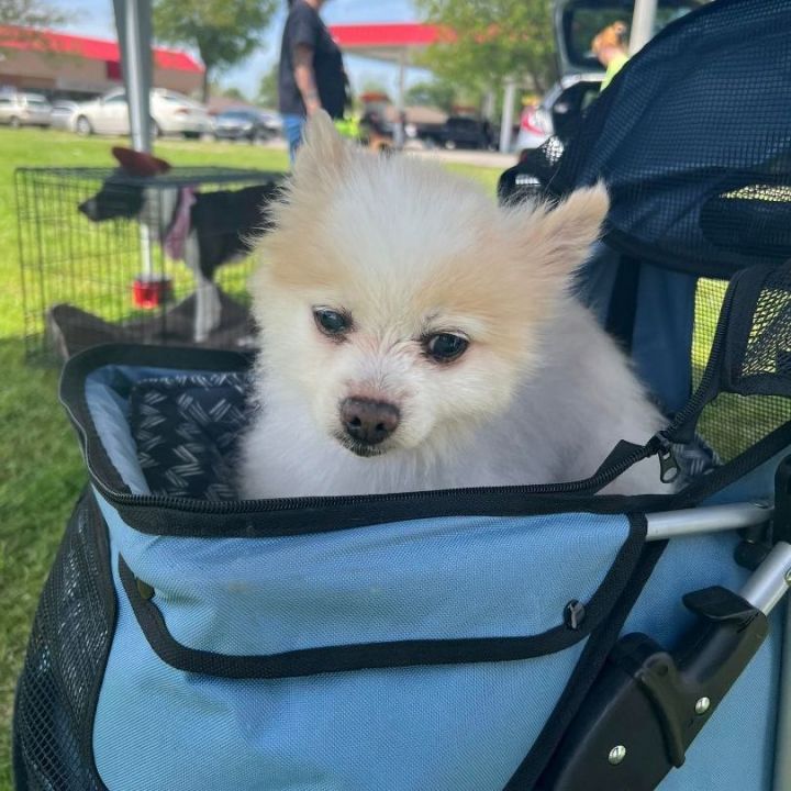 Zeus, an adoptable Pomeranian in Oklahoma City, OK_image-2