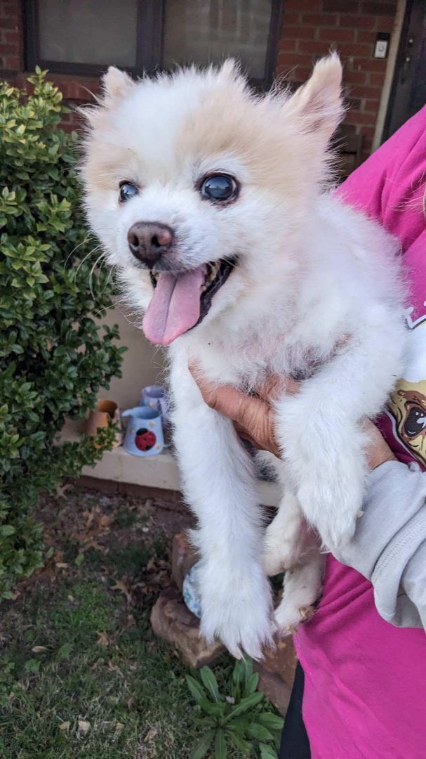 Zeus, an adoptable Pomeranian in Oklahoma City, OK_image-3