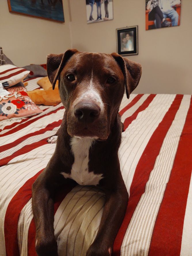 Dog for adoption Meijer, a Pit Bull Terrier Mix in Detroit, MI