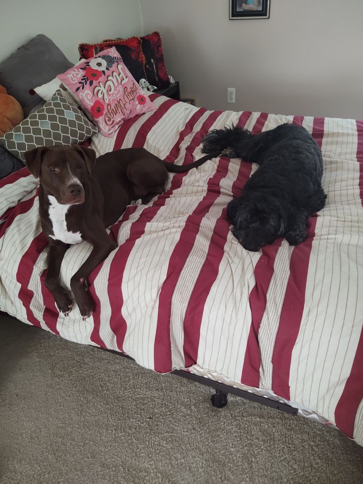 Dog for adoption Meijer, a Pit Bull Terrier Mix in Detroit, MI